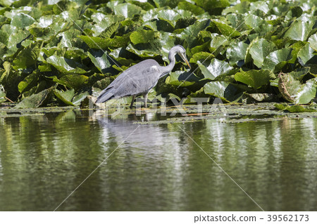 Graureiher (Ardea cinerea) Graureiher (Ardea cinerea) 39562173