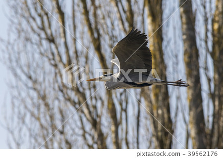 Graureiher (Ardea cinerea) 39562176