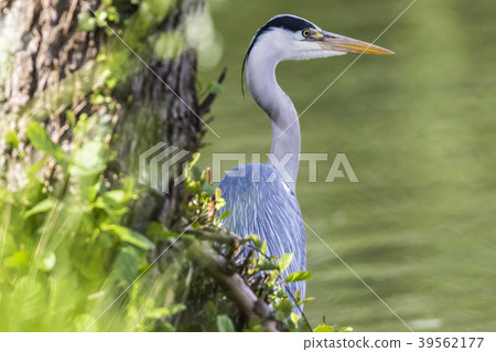 Graureiher (Ardea cinerea) 39562177