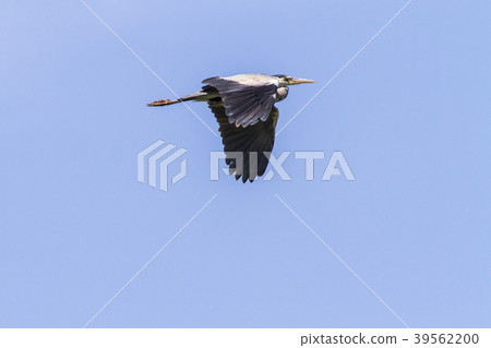 Graureiher (Ardea cinerea) Graureiher (Ardea cinerea) 39562200
