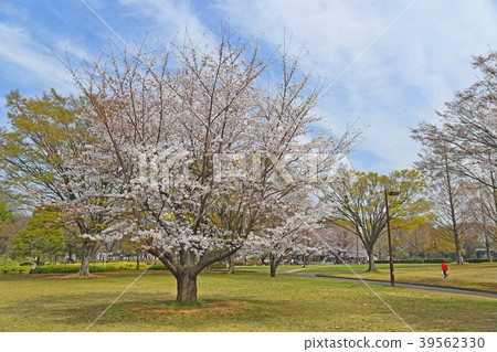 Cherry blossoms in Kameido Chuo Park, Koto Ward, Tokyo 39562330