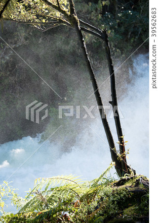 Nature Nature 39562683
