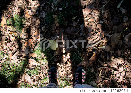 Shadow Shadow 39562684