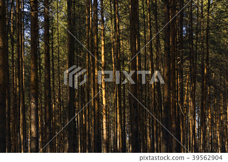 background - a forest of pines 39562904