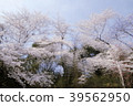Cherry Blossoms	 39562950