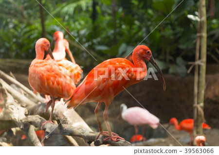 Scarlet Ibis Eudocimus ruber birds Scarlet Ibis Eudocimus ruber birds 39563066