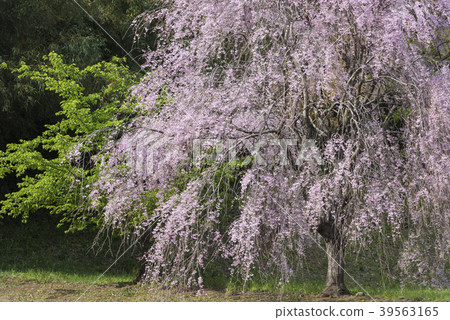 Pink weeping cherry blossoms in the field 39563165