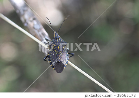 Stink bug-Stink bug Stink bug-Stink bug 39563178