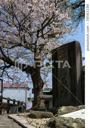Former Tokaido Kasahara Yanoyuki Memorial and cherry blossoms 39563199