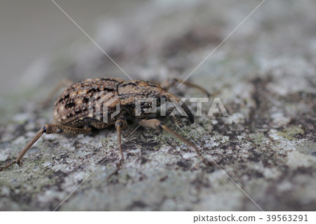 Weevil-Weevil 39563291