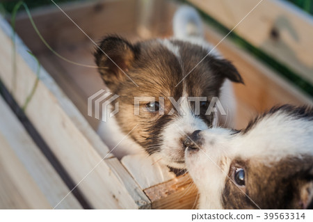 Bangkaew Puppies in wooden box 39563314