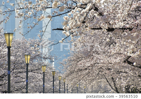 櫻花行結構樹城市 櫻花行結構樹城市 39563510