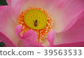 Gossip Lotus,Pink Lotus,Honey bee,Lotus and bee 39563533