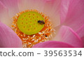 Gossip Lotus,Pink Lotus,Honey bee,Lotus and bee 39563534