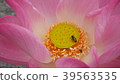 Gossip Lotus,Pink Lotus,Honey bee,Lotus and bee 39563535