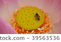 Gossip Lotus,Pink Lotus,Honey bee,Lotus and bee 39563536