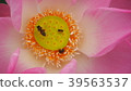 Gossip Lotus,Pink Lotus,Honey bee,Lotus and bee 39563537