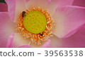 Gossip Lotus,Pink Lotus,Honey bee,Lotus and bee 39563538