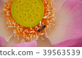 Gossip Lotus,Pink Lotus,Honey bee,Lotus and bee 39563539