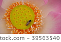 Gossip Lotus,Pink Lotus,Honey bee,Lotus and bee 39563540