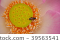 Gossip Lotus,Pink Lotus,Honey bee,Lotus and bee 39563541