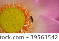 Gossip Lotus,Pink Lotus,Honey bee,Lotus and bee 39563542