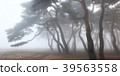 Foggy Im Hanley Sol Forest 01 39563558