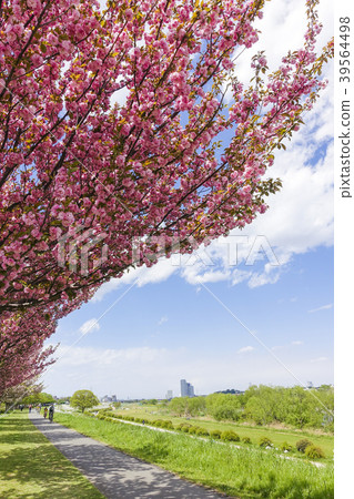 Late Blooming Cherry Blossoms 4 (Vertical) of Tama River Embankment 39564498