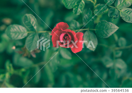 Red rose in the garden. (vintage tone) Red rose in the garden. (vintage tone) 39564536