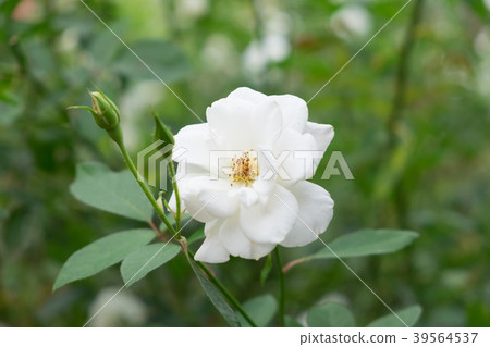 White rose in the garden. White rose in the garden. 39564537