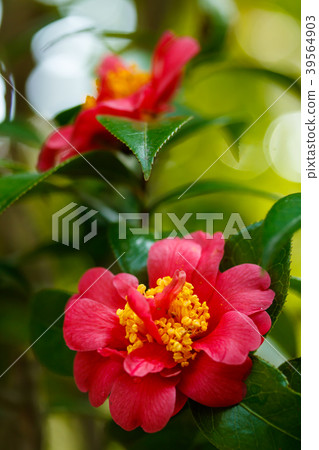 Harusanka, three-stage flower 39564903