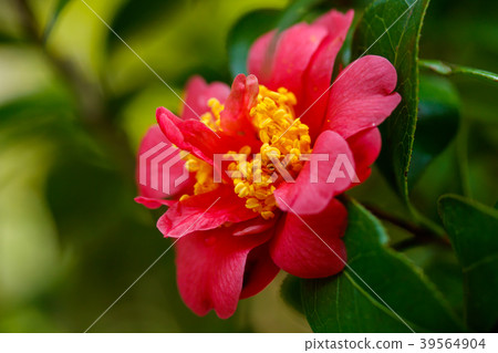 Harusanka, three-stage flower 39564904