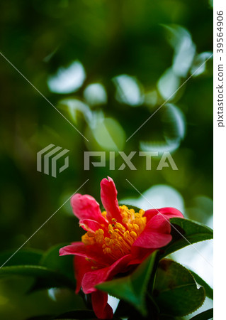 Harusanka，三階段花 39564906