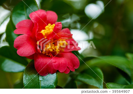 Harusanka, three-stage flower 39564907