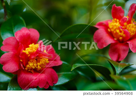 Harusanka, three-stage flower 39564908