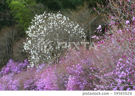 Yayoi小河接觸村莊八王子，東京 39565029