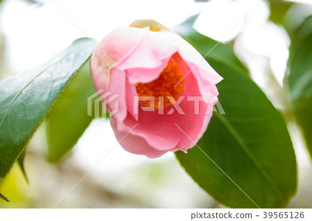 椿永葆青春庵 39565126