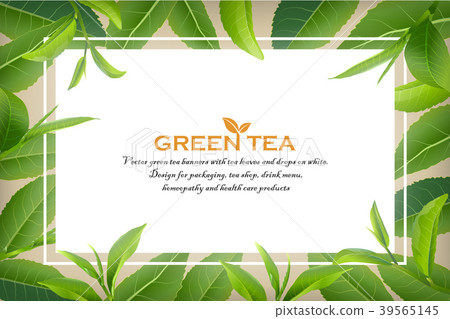 Green tea leaves vector nature background. Green tea leaves vector nature background. 39565145