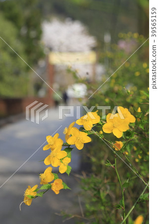 Yamabuki村莊在晚上開花 39565159