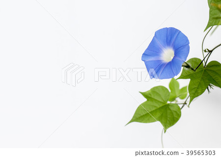 藍色牽牛花 39565303