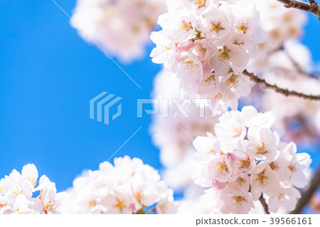 Cherry tree in full bloom 39566161