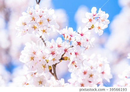 Cherry tree in full bloom 39566193