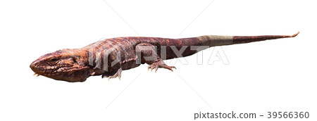 Argentine red tegu isolated 39566360