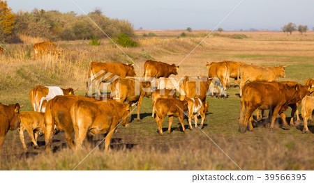 Illustration of herd of cows in the steppes of Hortobagy 39566395