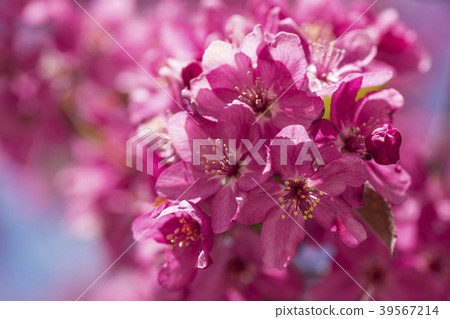 俱樂部蘋果花 39567214