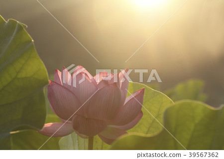 一朵蓮花 39567362