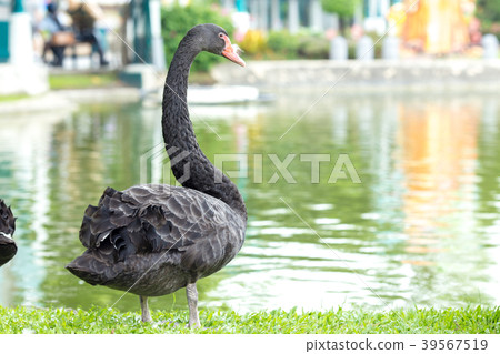 Black swan standing on the grass at the river. Black swan standing on the grass at the river. 39567519