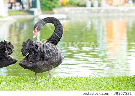 Black swan standing on the grass at the river. Black swan standing on the grass at the river. 39567521
