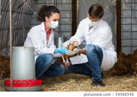 Two veterinarians in hen house. Two veterinarians in hen house. 39568548