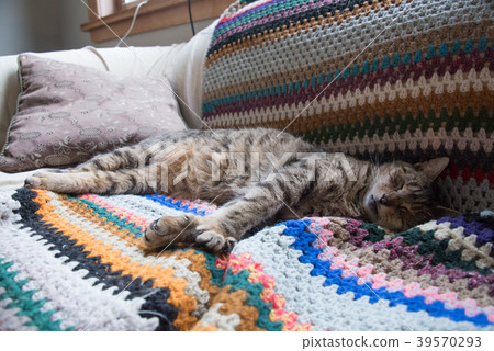 Cat Cat 39570293